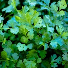 5 Recipes for Cilantro Lovers?>