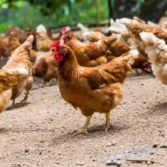 Curbing Antibiotic Overuse in Animals?>