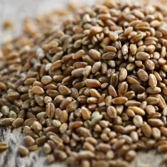 Whole Grains?>