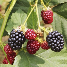 Types of Blackberries 